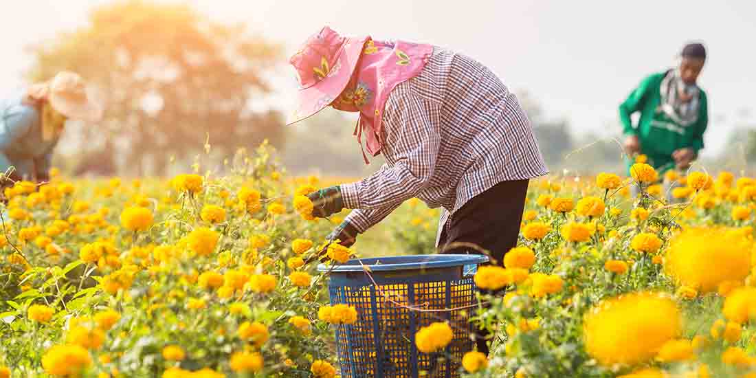 Local Thai worker or gardener keeping Marigold flower in field at northern of Thailand